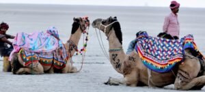 Kutch runn